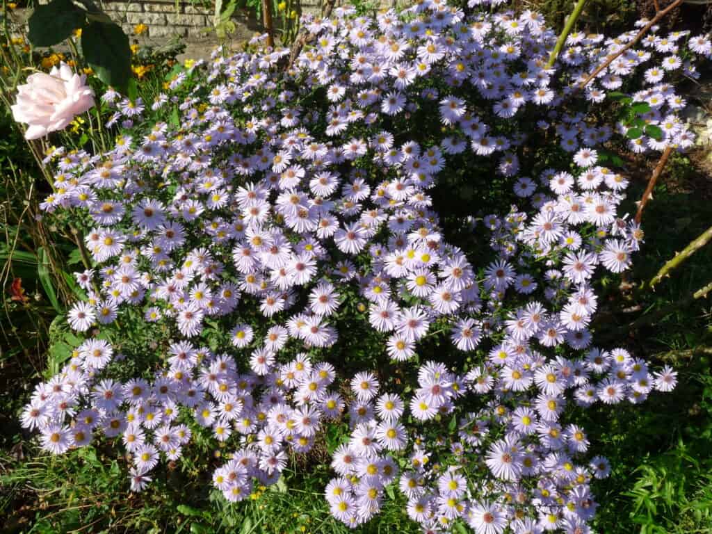 Les asters attirent les pollinisateurs