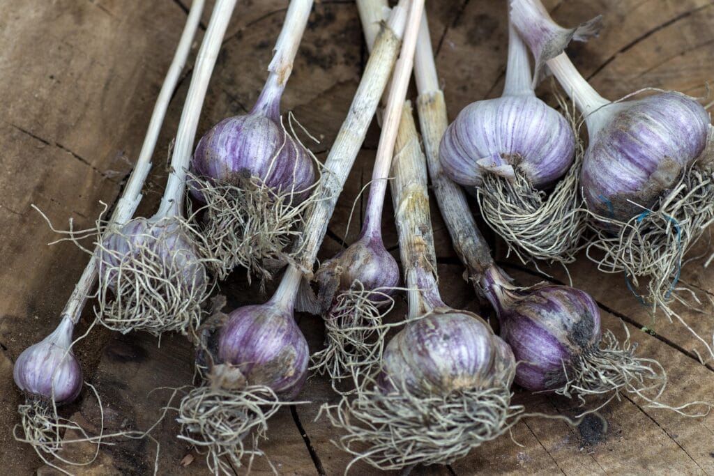 Cultiver de l'ail dans le potager en carrés