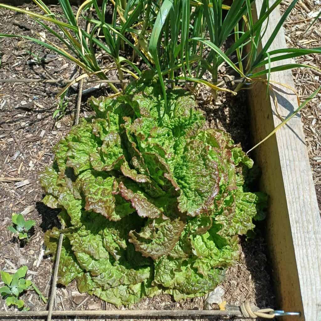 Grenobloise cultivé selon la méthode du potager en carrés