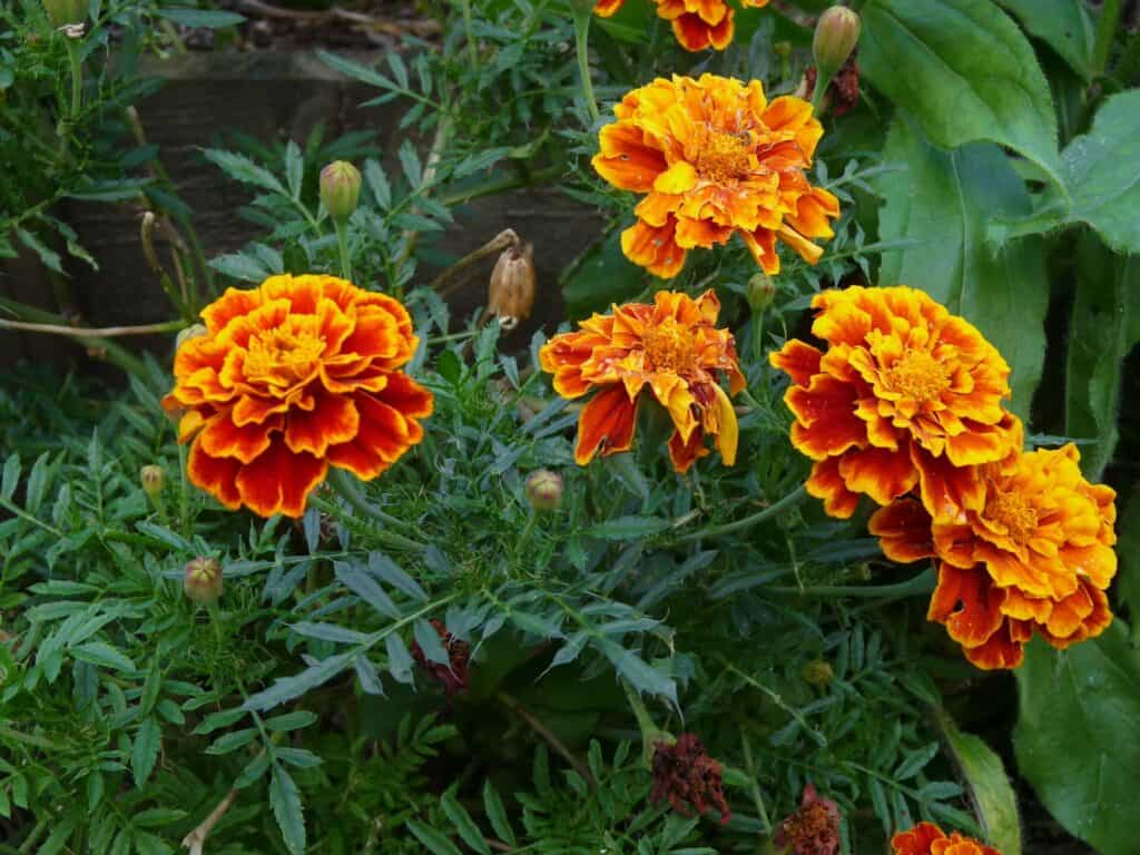 Œillet d'inde au potager