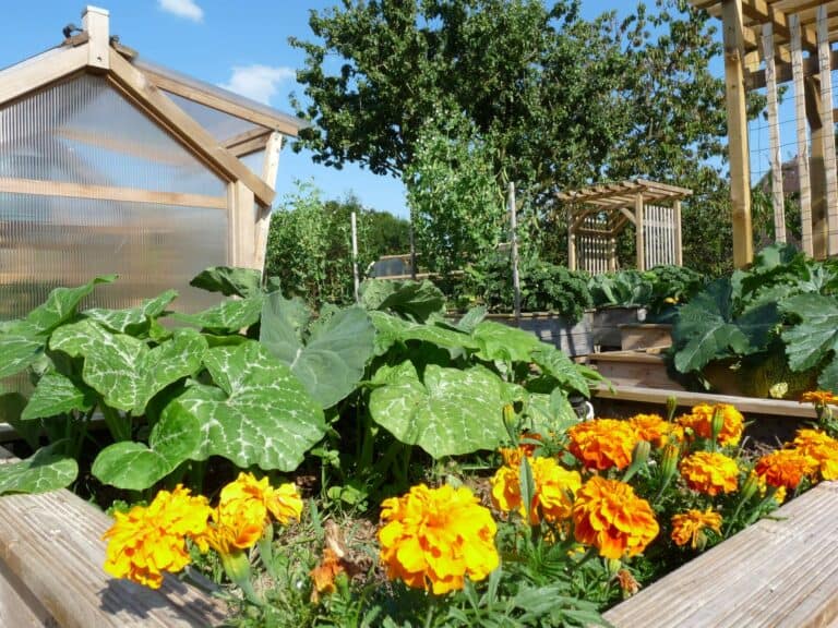 Aménager votre jardin avec des fleurs : œillet d'inde dans potager surélevé