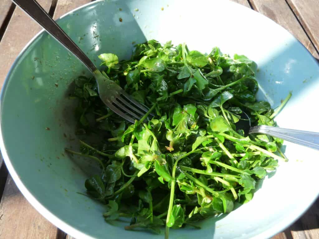 Salades de jeunes pousses de tournesol