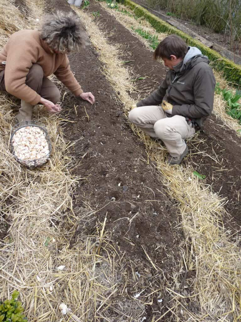 Cultiver de l'ail sur bute