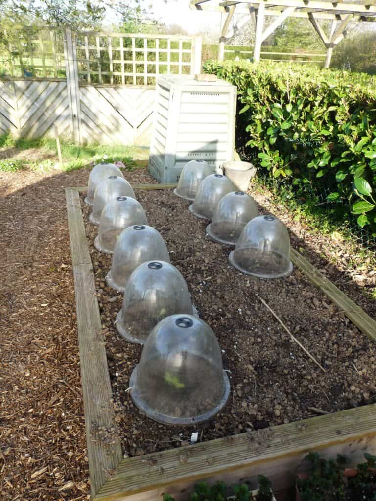 Cloches de protection sur potager surélevé