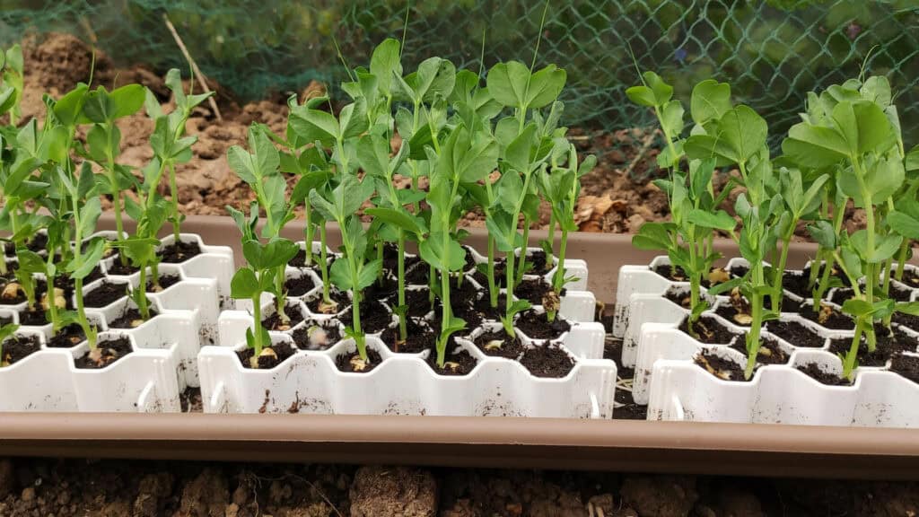 Petit pois dans un kit de germination germie