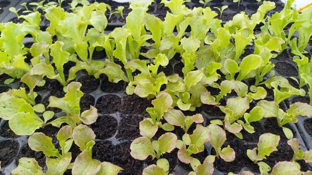 Semis de romaine rouge en pépinière