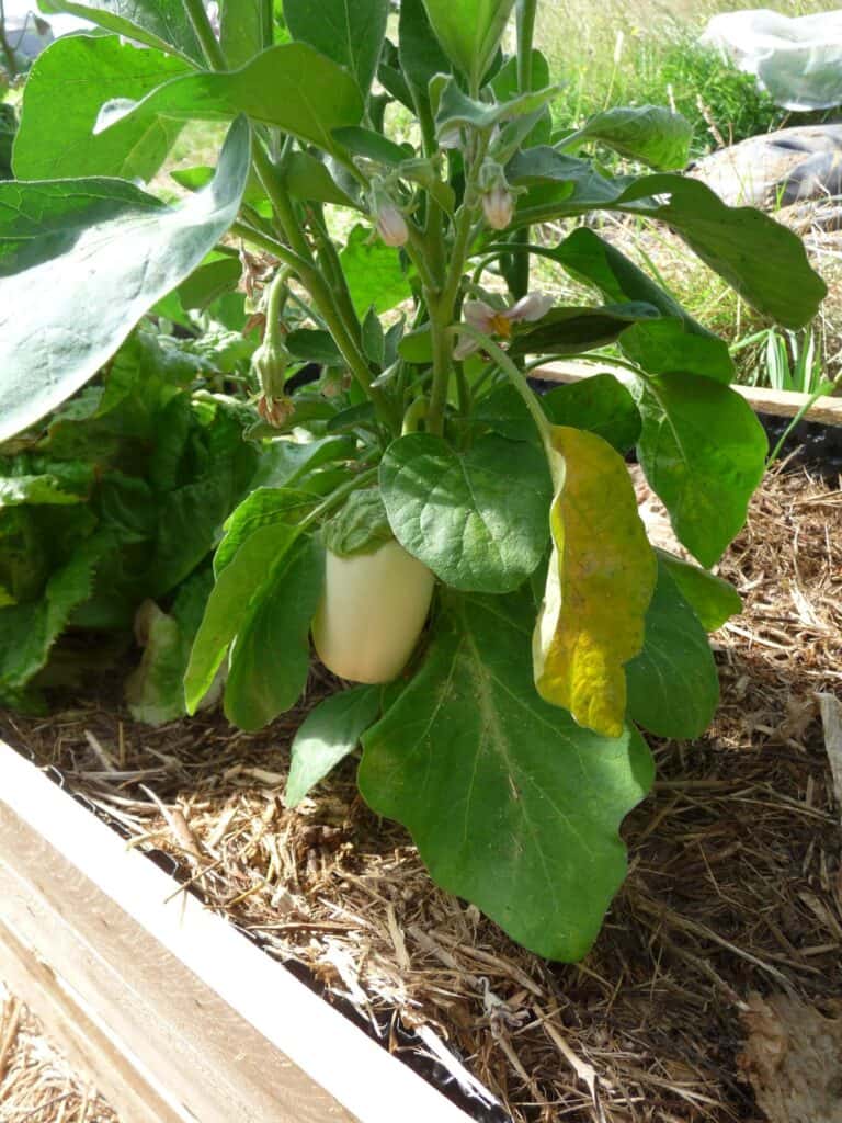 Cultiver des aubergines ronde a œuf