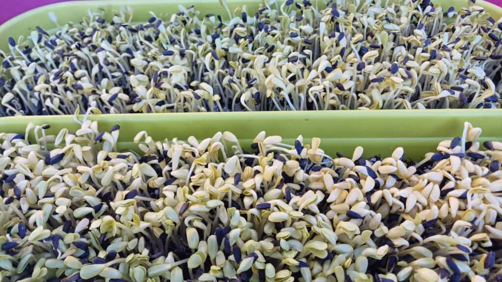 trempage des graines de tournesol pour faciliter la germination