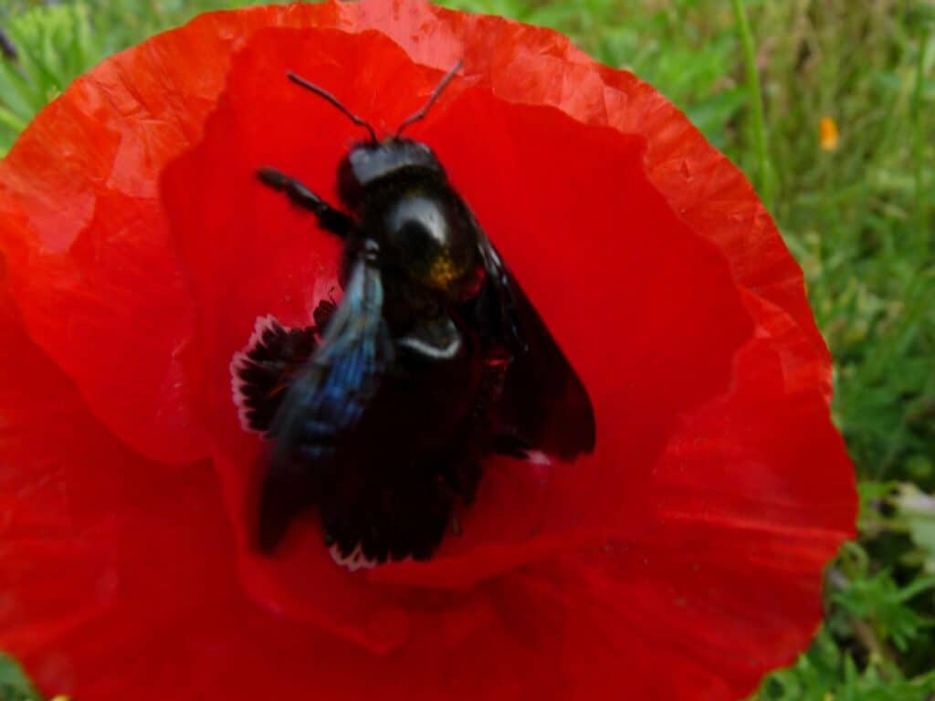 Xylocope sur coquelicot au potager