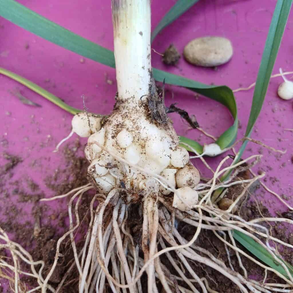 Bulbilles au pied du poireau sauvage