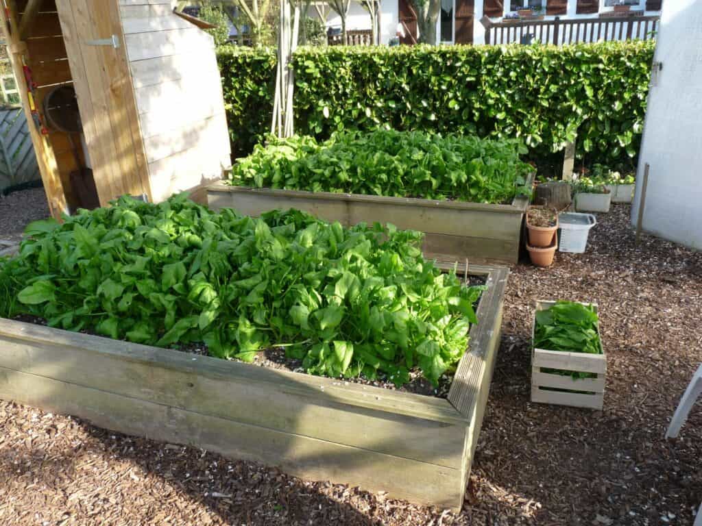 Epinard dans carré de potager surélevé de 240cm de long