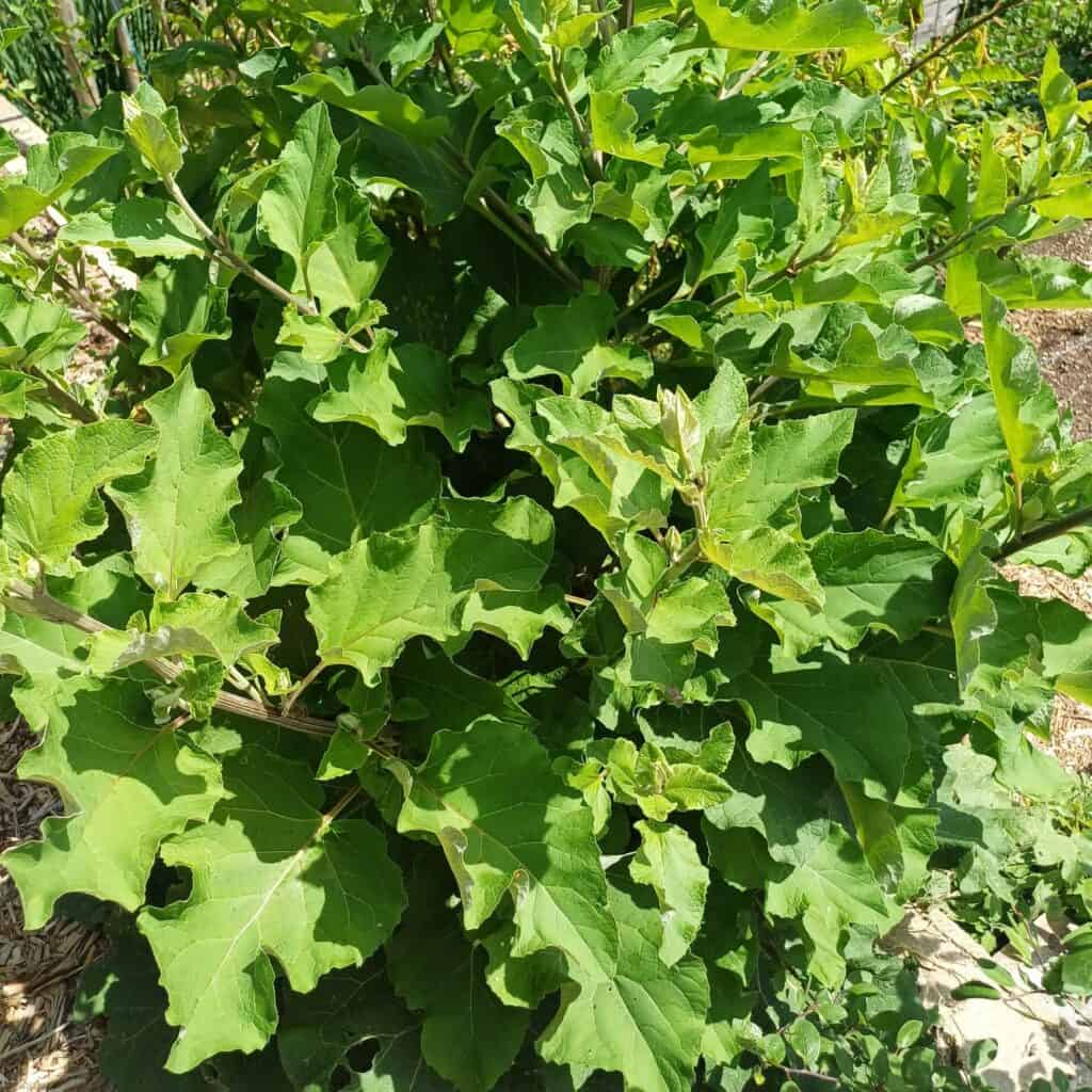 La bardane parmi les plantes médicinales dépuratives