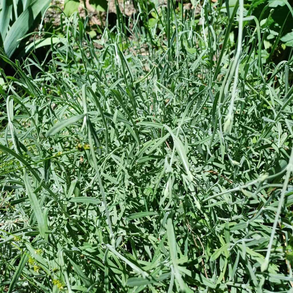 La lavande une des 10 plantes médicinales indispensables