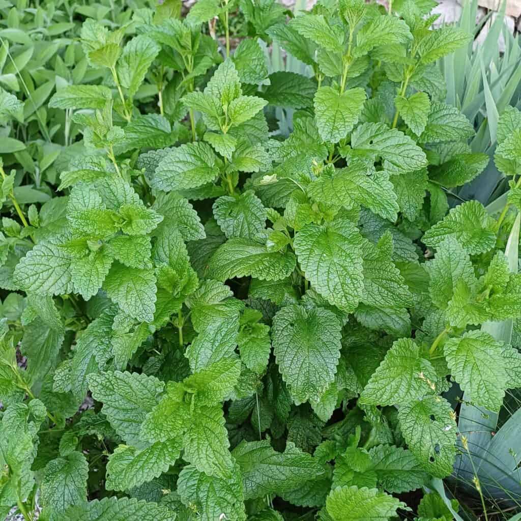 La mélisse dans le potager médicinal