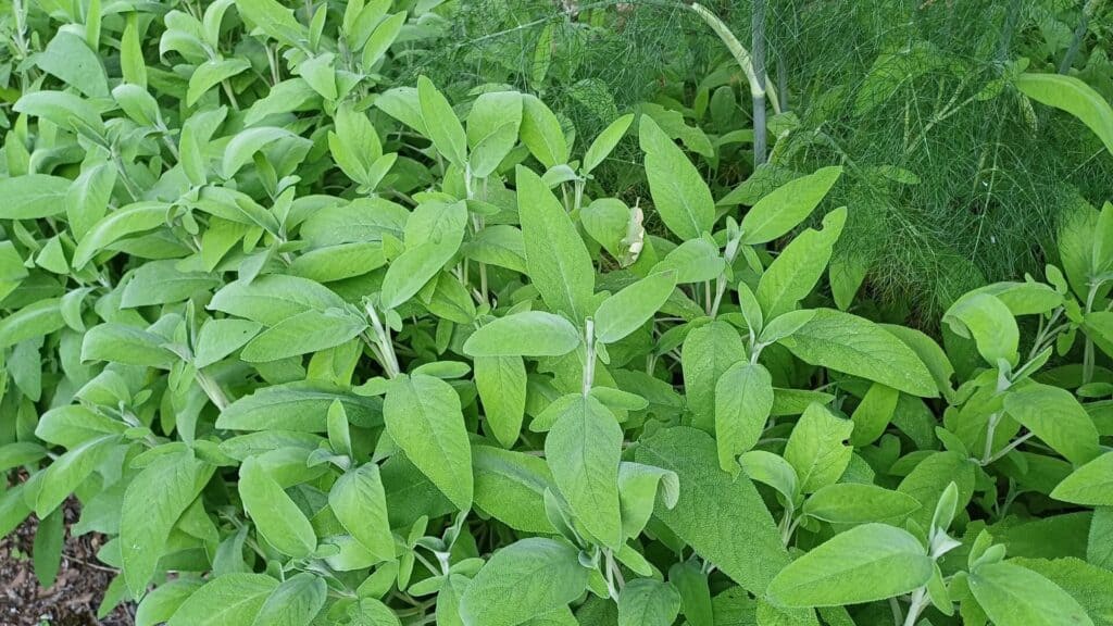 La sauge une des plantes médicinales importantes
