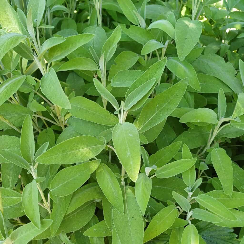 La sauge une des 10 plantes médicinales indispensables