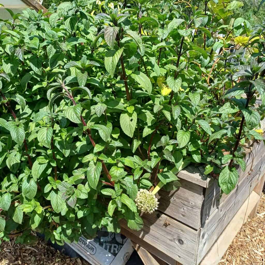 Menthe dans le potager médicinal