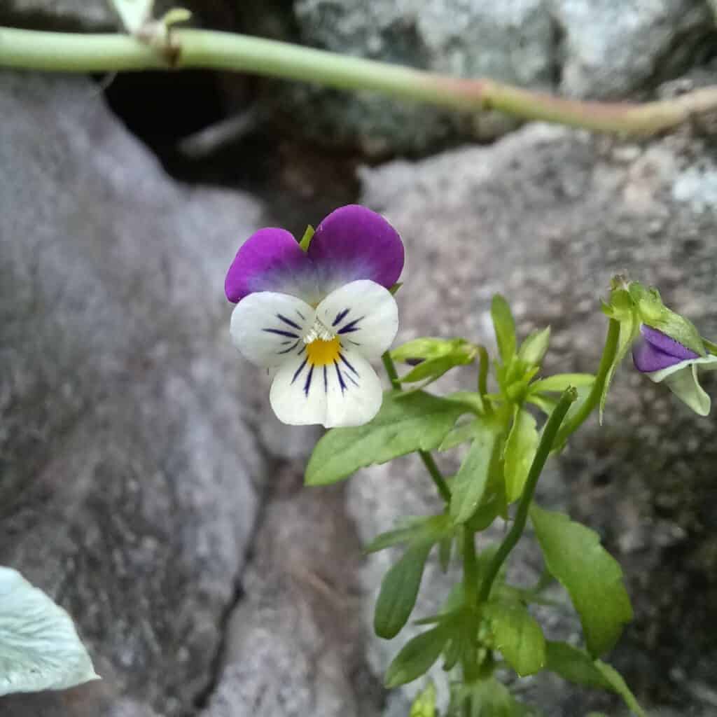 Parmi les plantes médicinales la pensée sauvage pour la peau et le système lymphatique