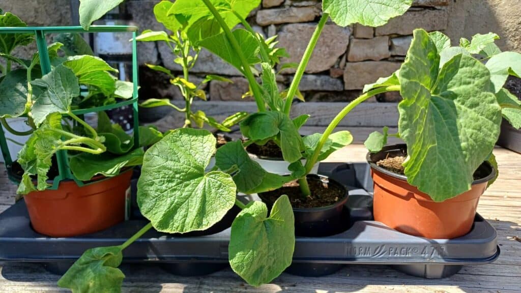 plants potagers greffés