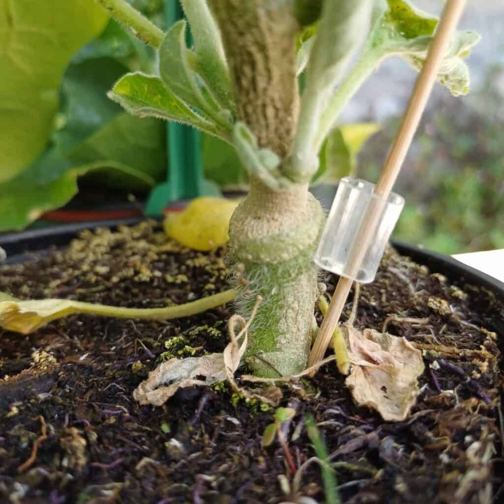 plants potager greffés d'aubergine