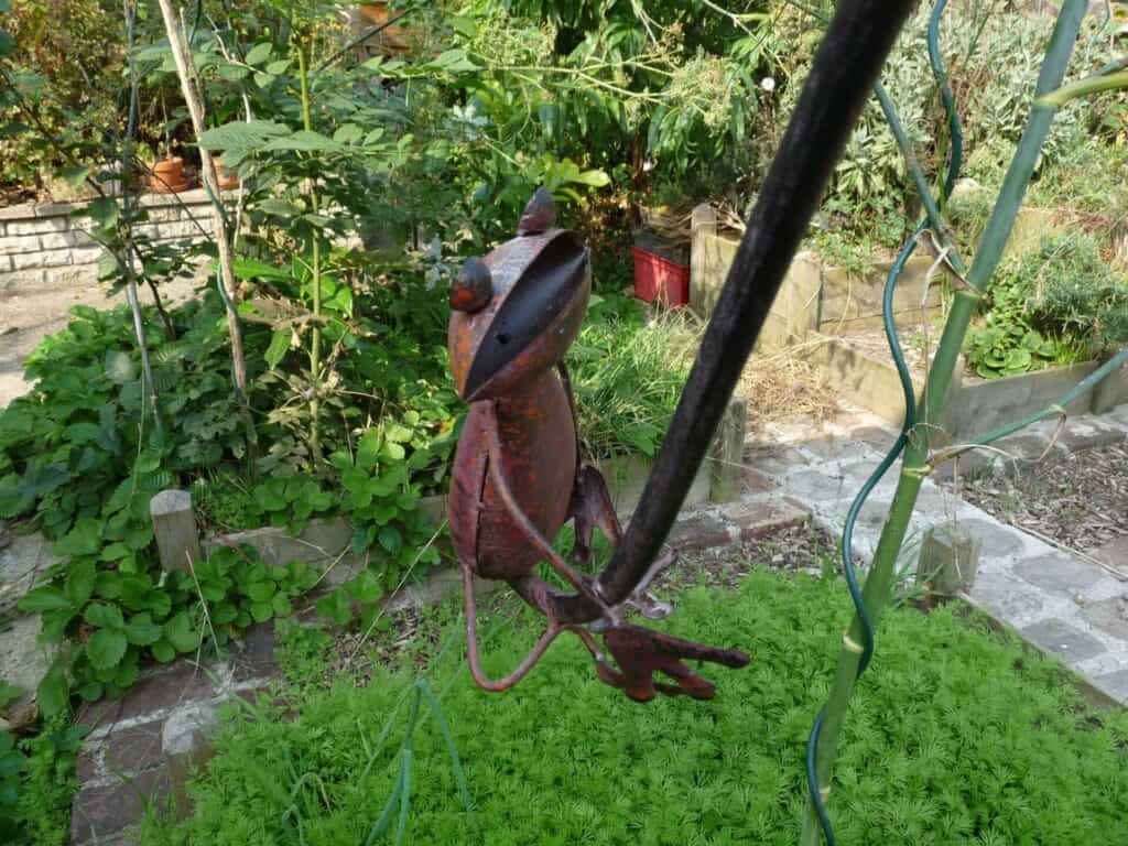 carré de potager médicinal