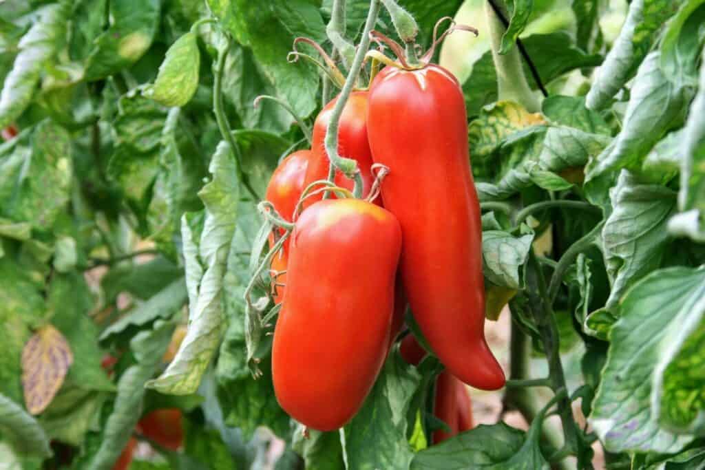Tomates andine cornues