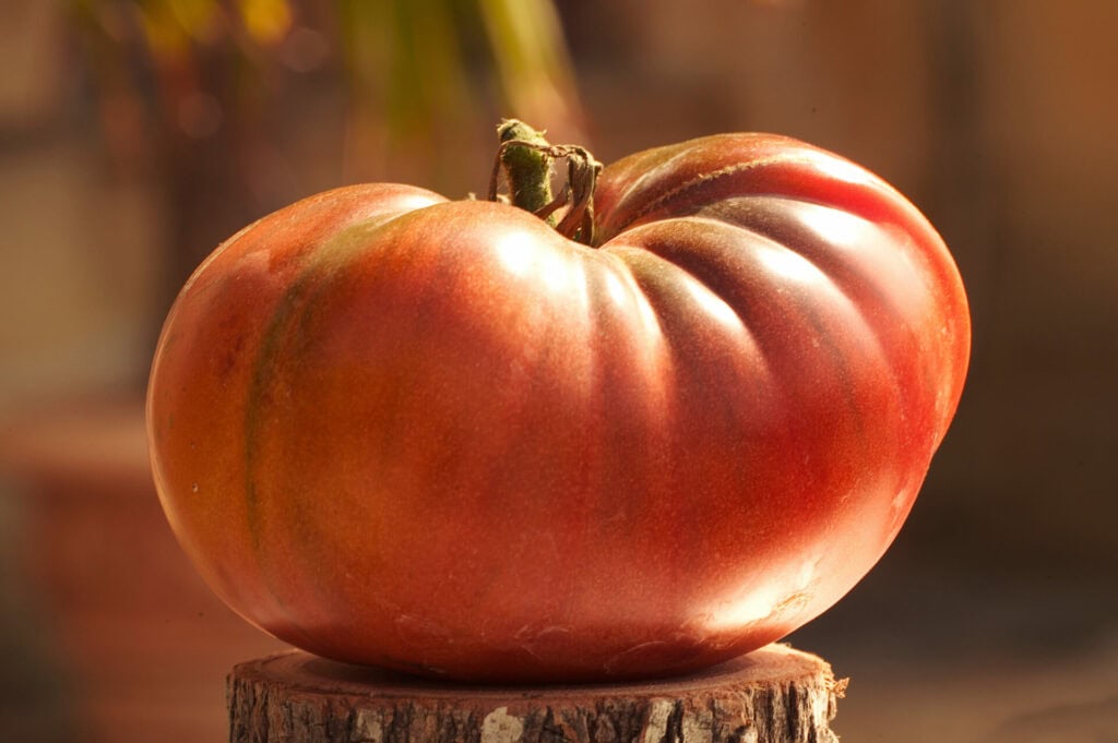 Tomate noire de crimée