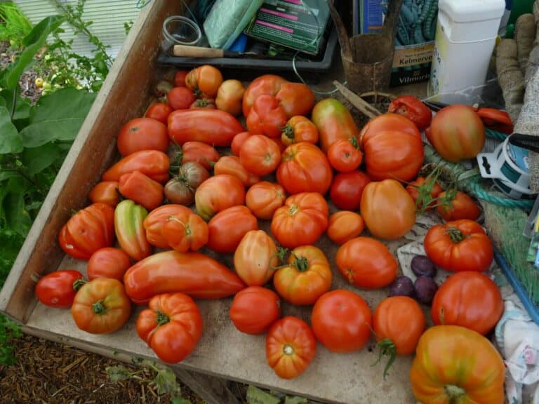 tomates selon leur utilisation en cuisine