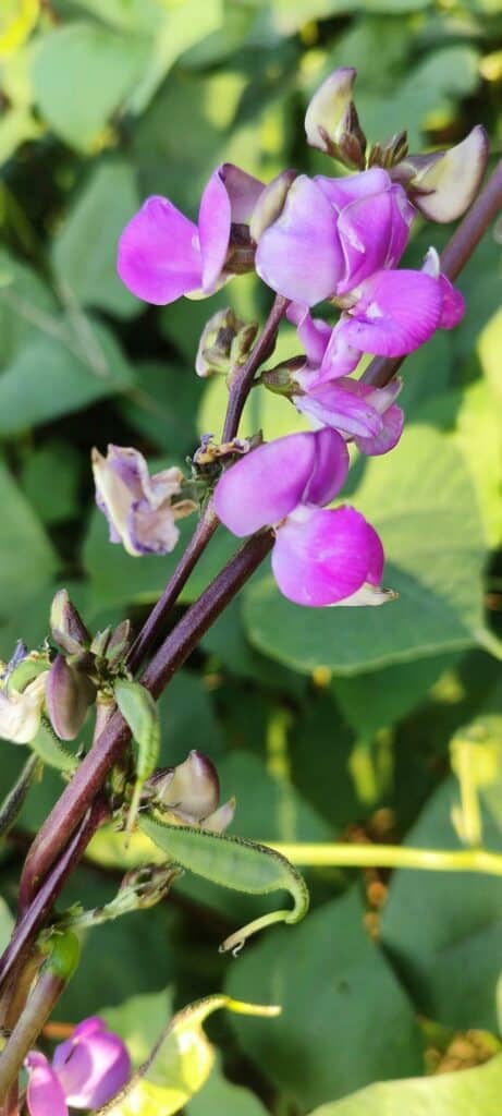 Glycine