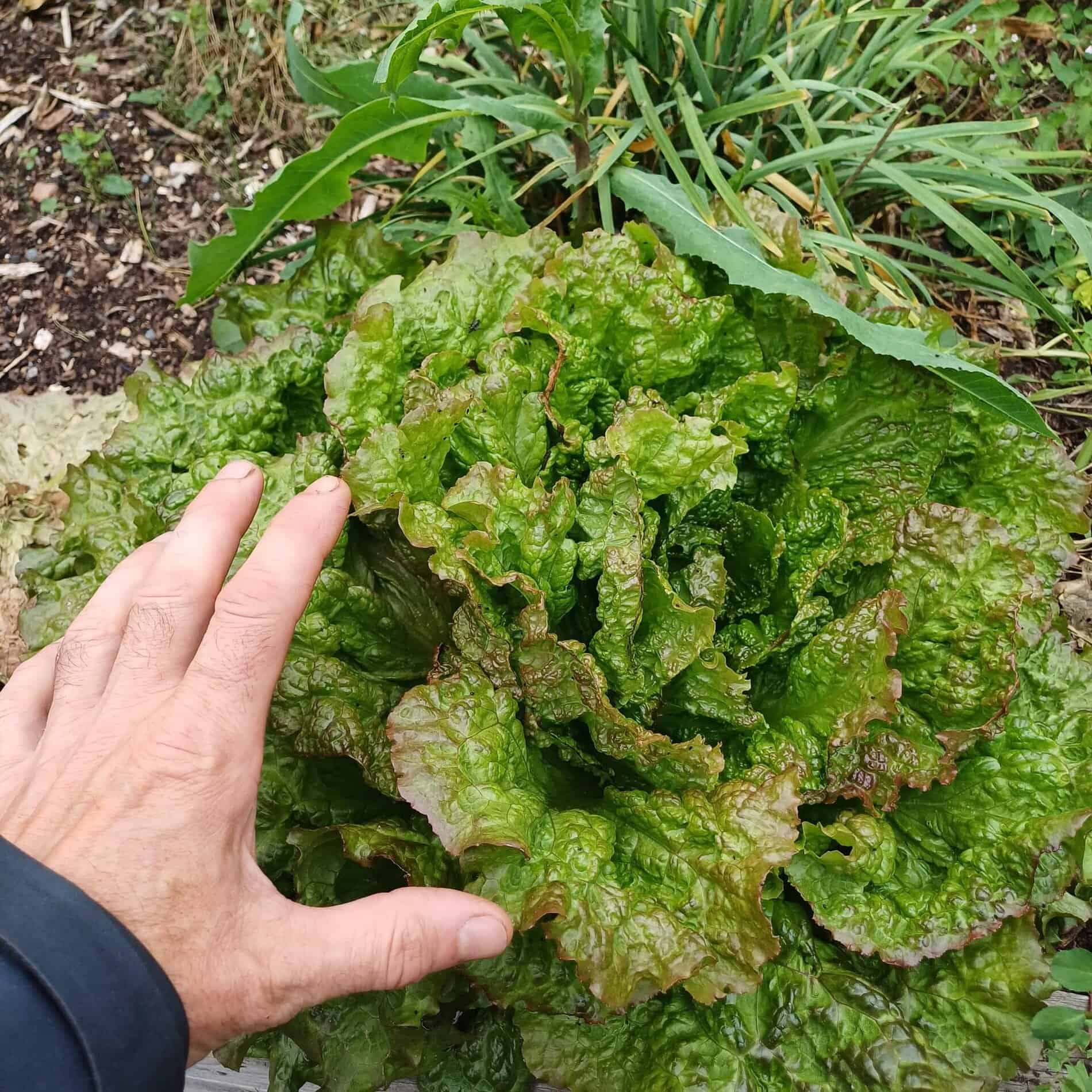 Grenobloise en potager surélevé rapport a une main