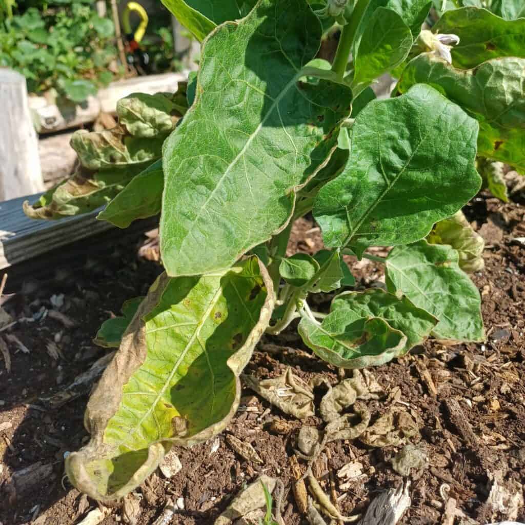 Les feuilles jaunes et tachés sont parfois signe d'un problème Azote dans le sol du potager