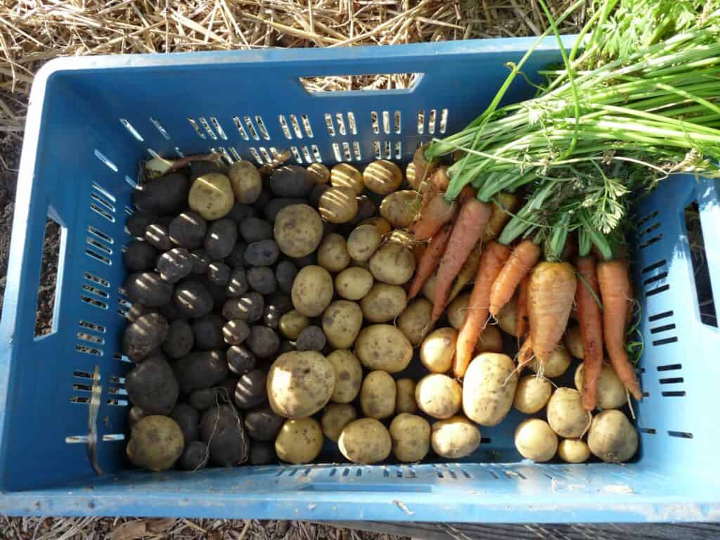 Obtenir une production de pomme de terre et carottes