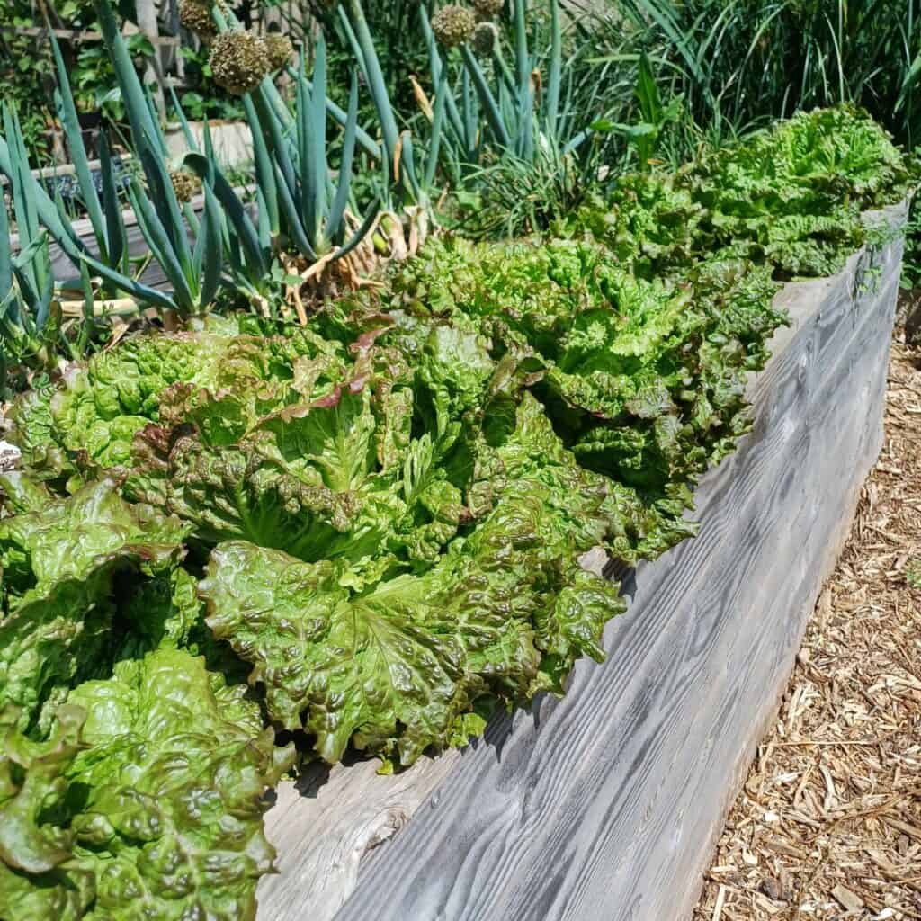 Salade grenobloise en potager surélevé
