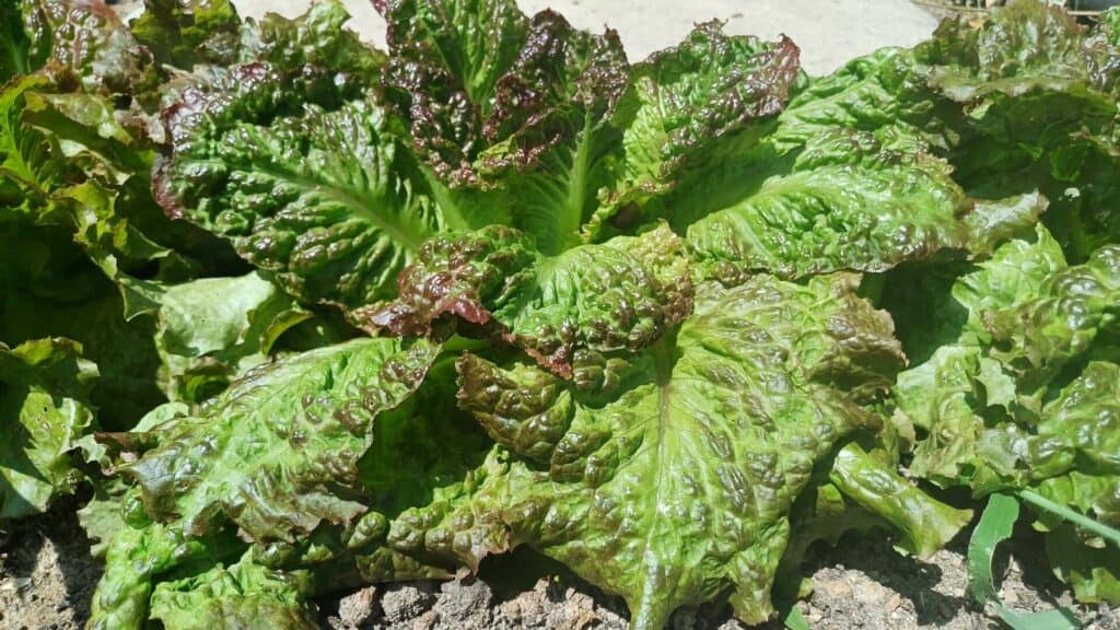 Sécheresse au jardin les grenobloises souffrent de la chaleur