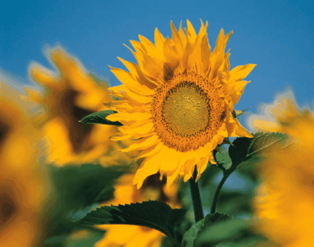 Tournesol capter et stocker énergie potager