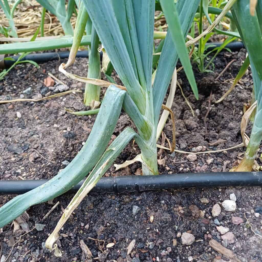 arrosage goutte a goutte sècheresse au jardin