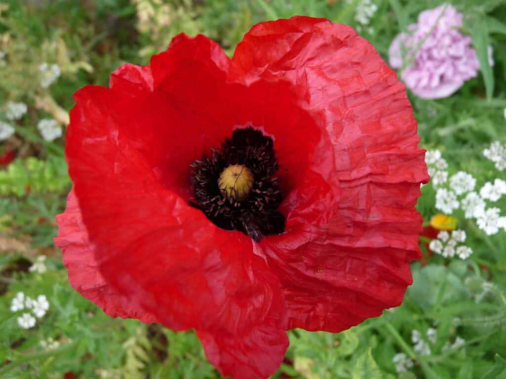Fleur de coquelicot au potager
