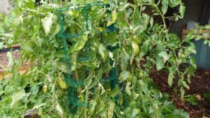 Cultiver des tomates en carré de potager