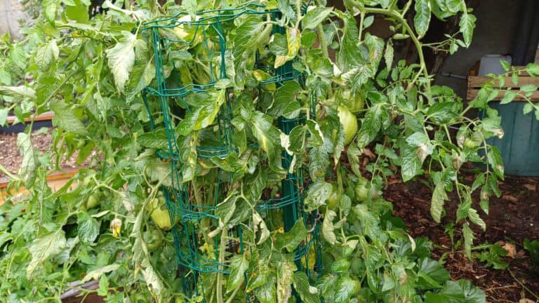 Cultiver des tomates en carré de potager