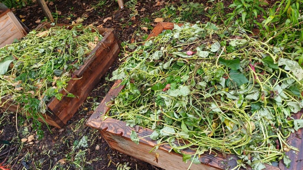 Fertiliser un potager surélevé avec des feuilles de patates douces