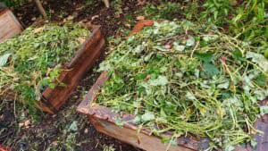Fertiliser un potager surélevé avec des feuilles de patates douces
