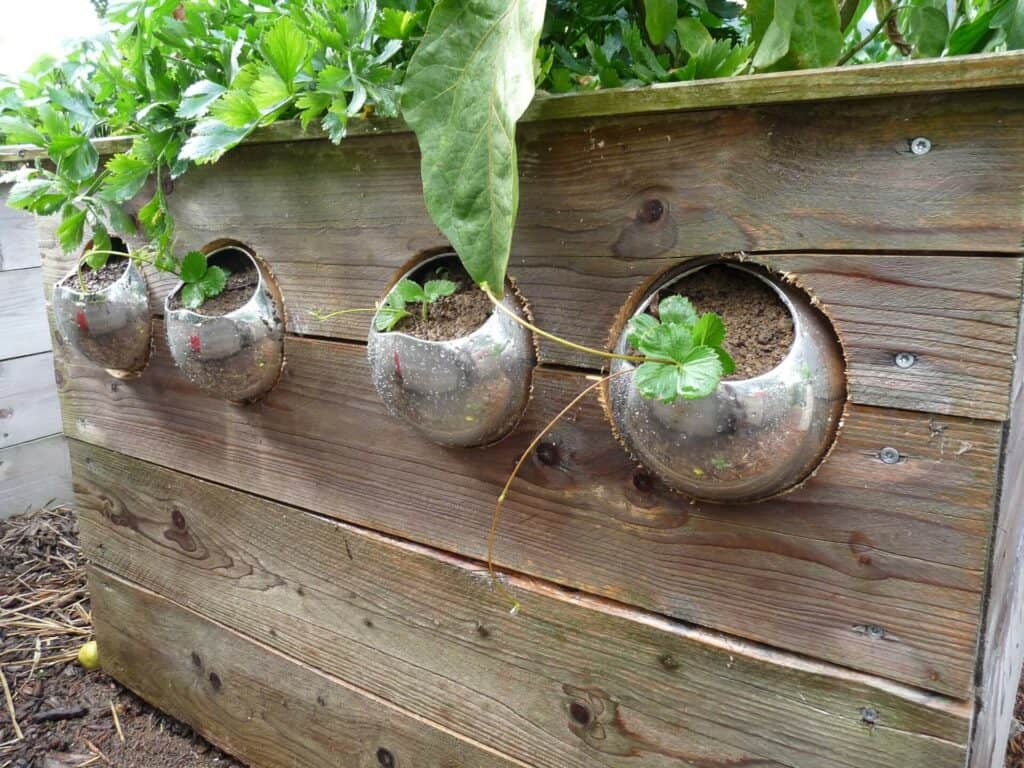 Optimiser l'Espace du Potager Surélevé avec des globes de culture