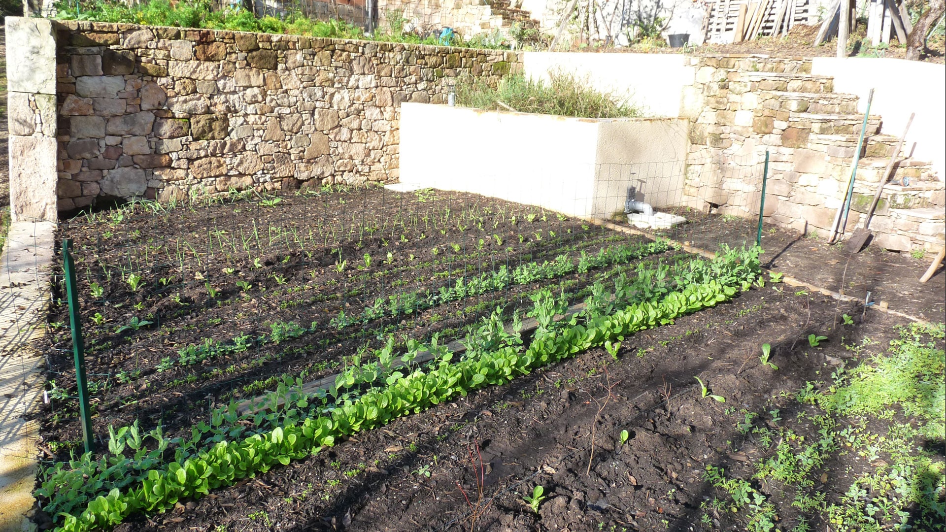 Microclimats au jardin : comment en profiter au potager